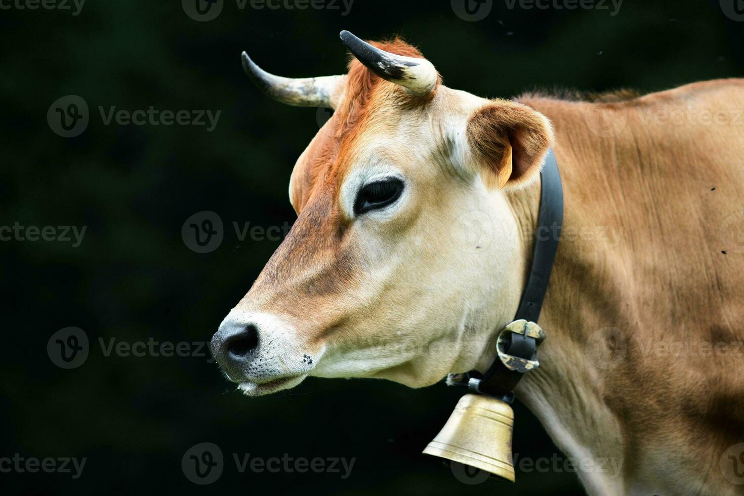 North Italian Alpine cow on black background photo