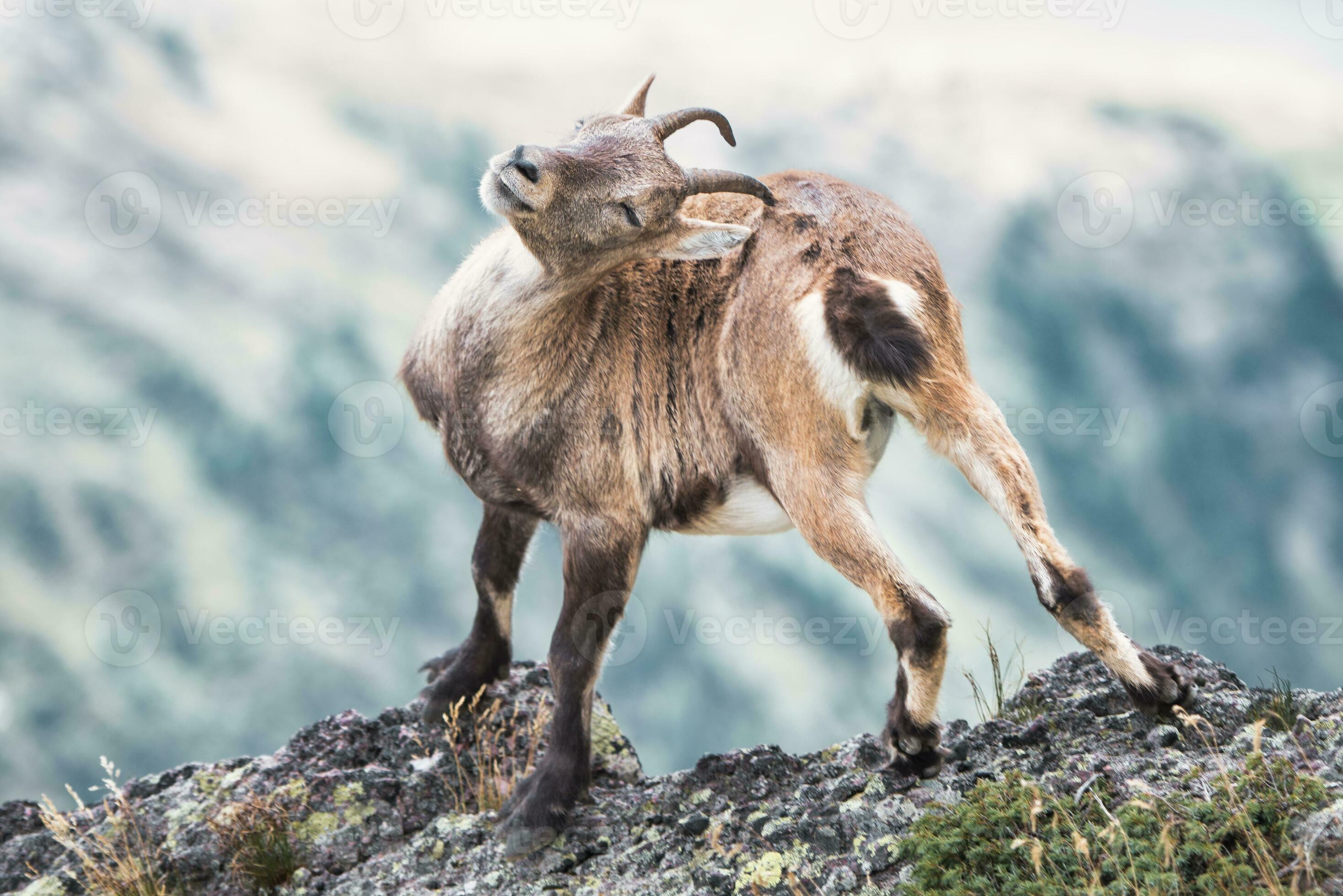 An ibex scratching with its antlers 26494270 Stock Photo at Vecteezy