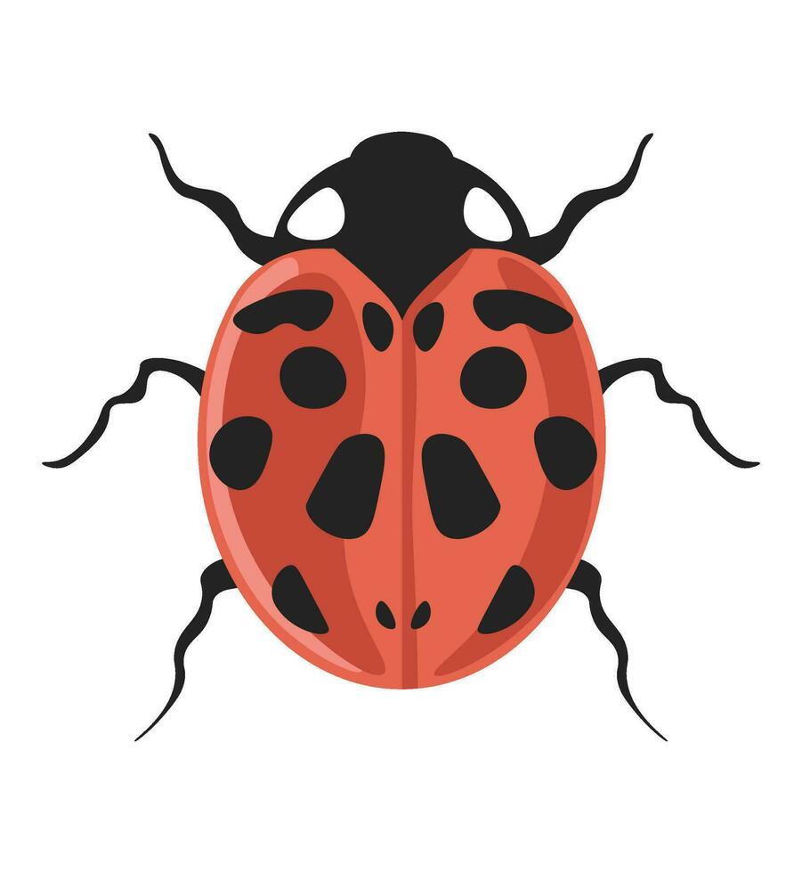 error coccinella septempunctata siete puntos mariquita vector