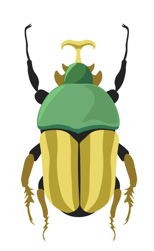 Bug fruit chafer or flower scarabs species vector