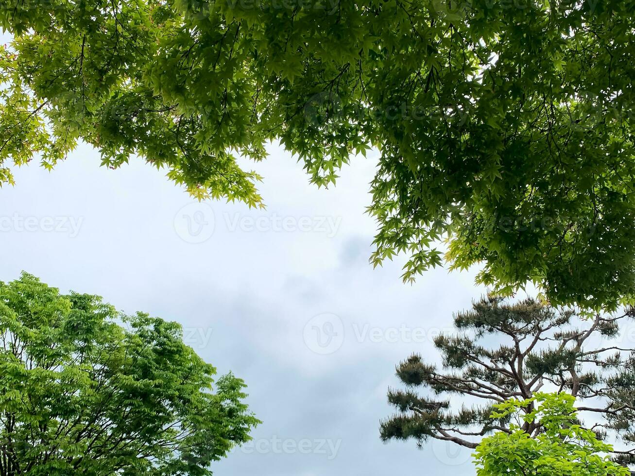 Look up to the sky with big trees photo