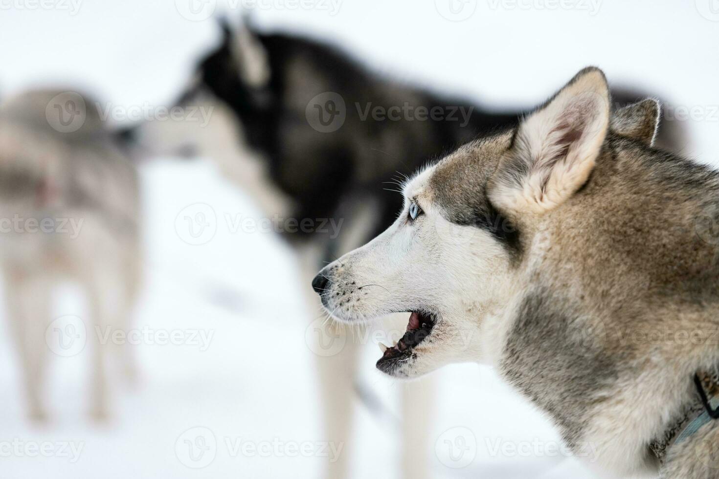 Husky dogs, waiting for sled dog race, winter background. Adult pets before sport competition. photo