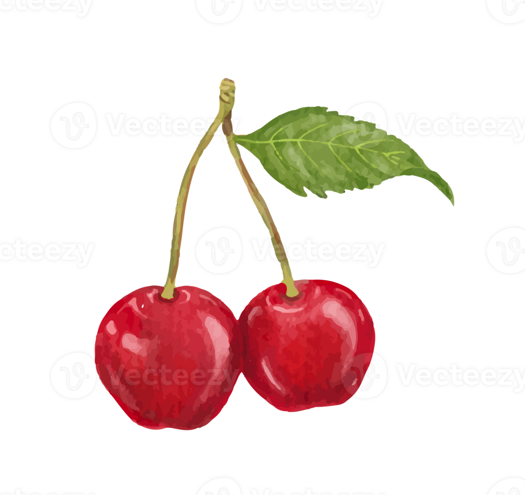 cherry fruit watercolor png