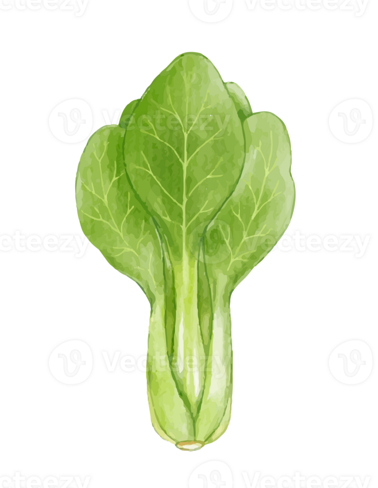 Kale vegetable watercolor illustration png