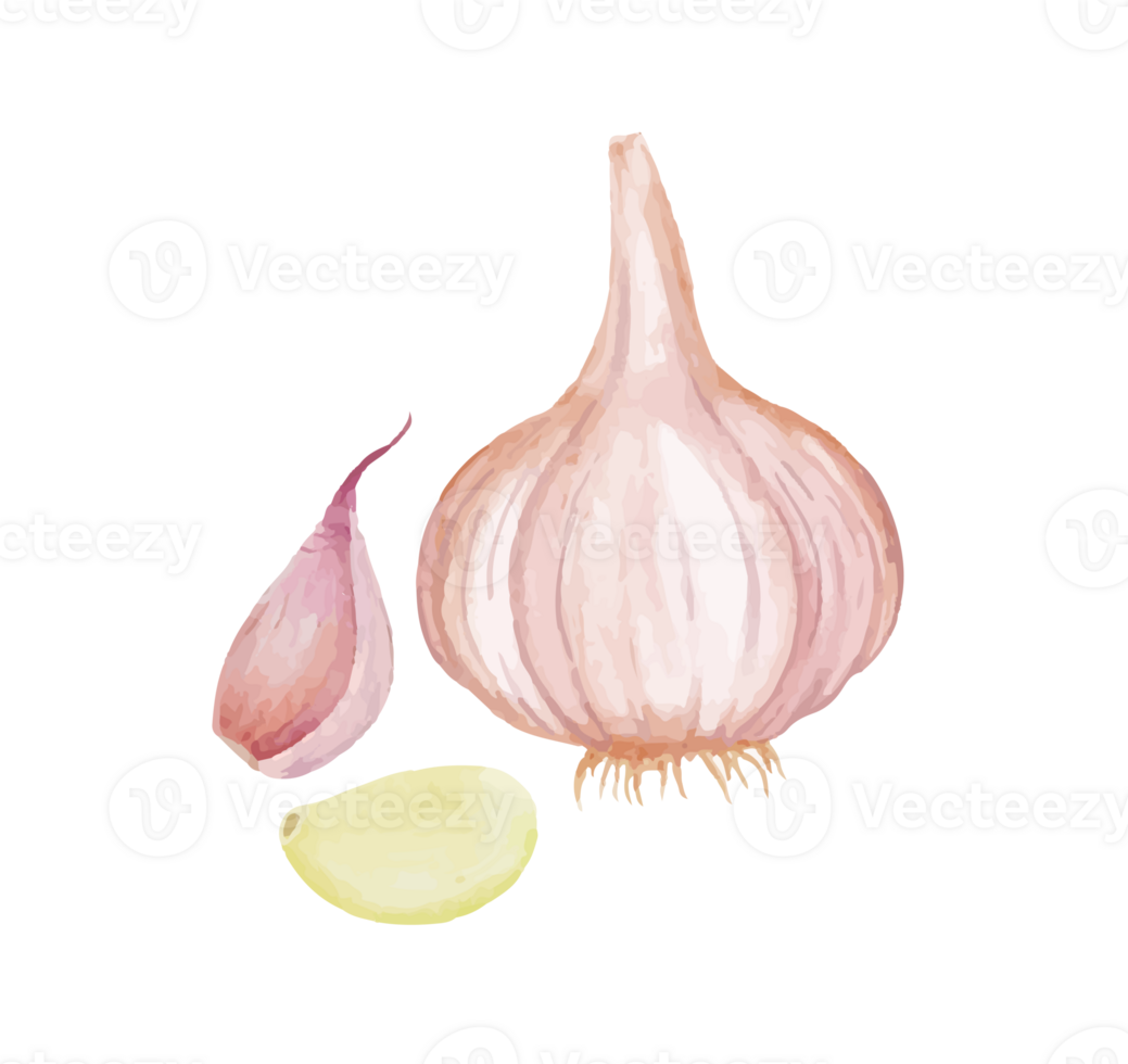garlic watercolor illustration png