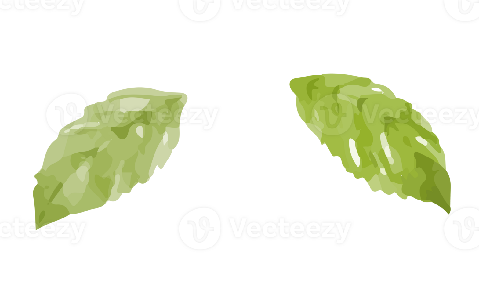 Watercolor small green leaf png