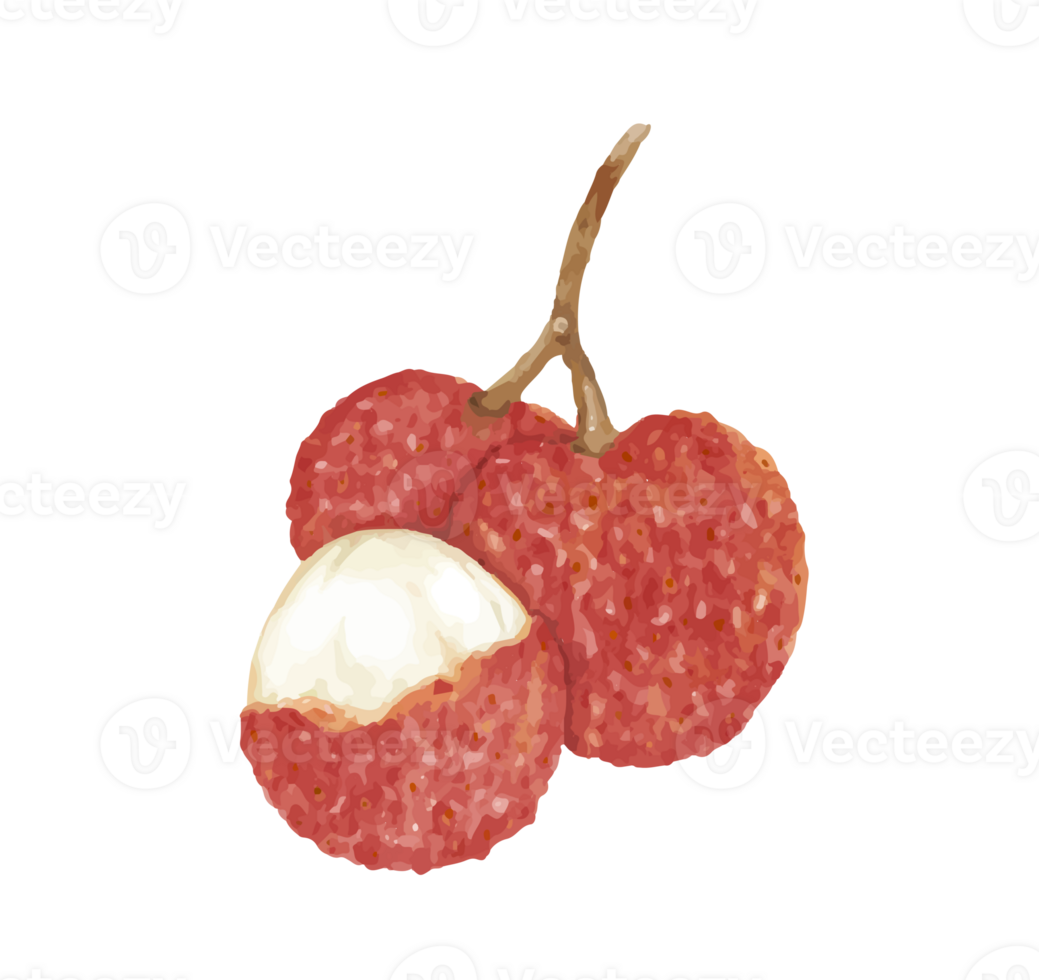 lychees fruit watercolor png