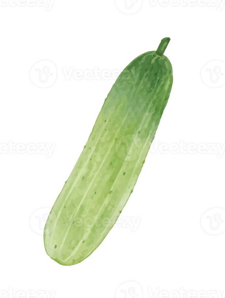 cucumber watercolor illustration png