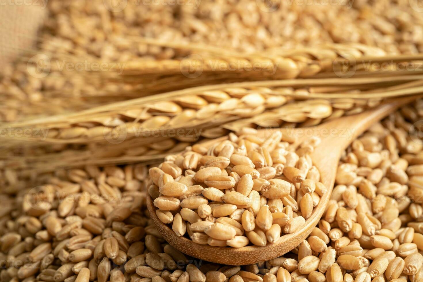 Grains wheat, trade export and economy concept. photo