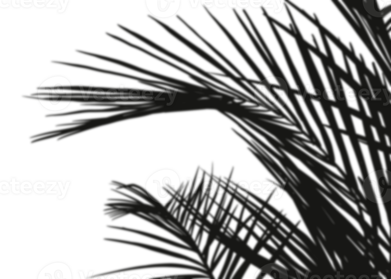 Shadow Palm Leaves, Tropical Coconut Leaf Overlay, Element object for Spring Summer, Mock up Product Presentation png