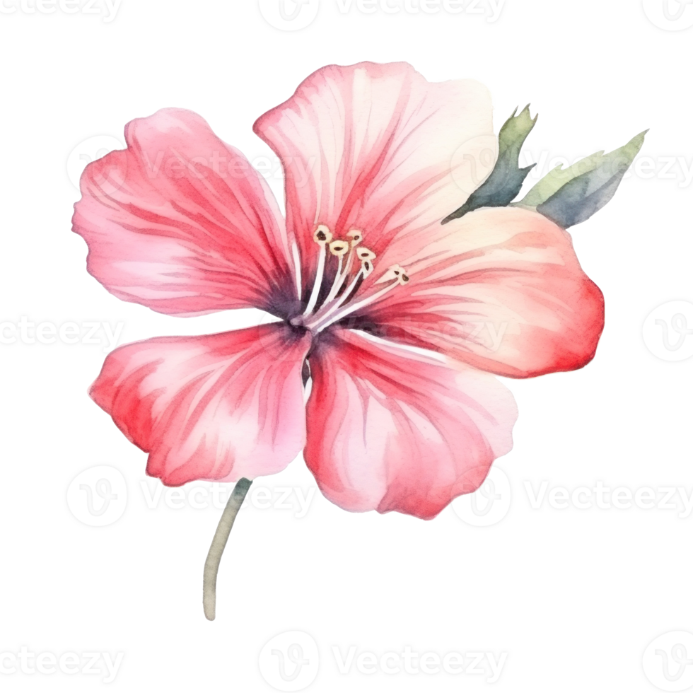 Watercolor pink flower isolated png