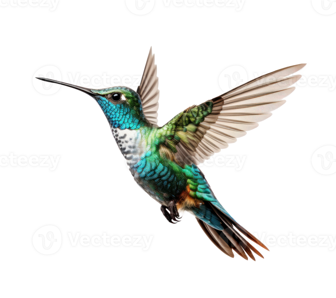 Flying hummingbird isolated png