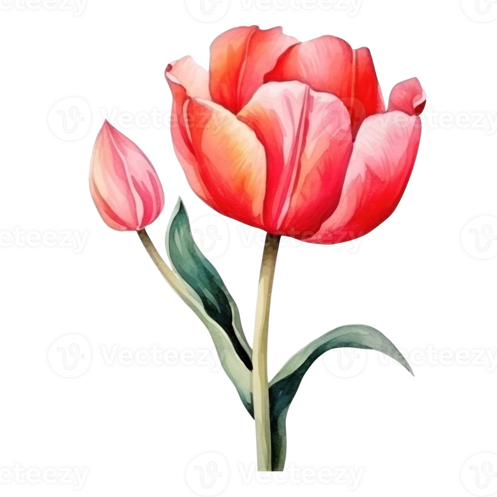 Watercolor tulip flower isolated png