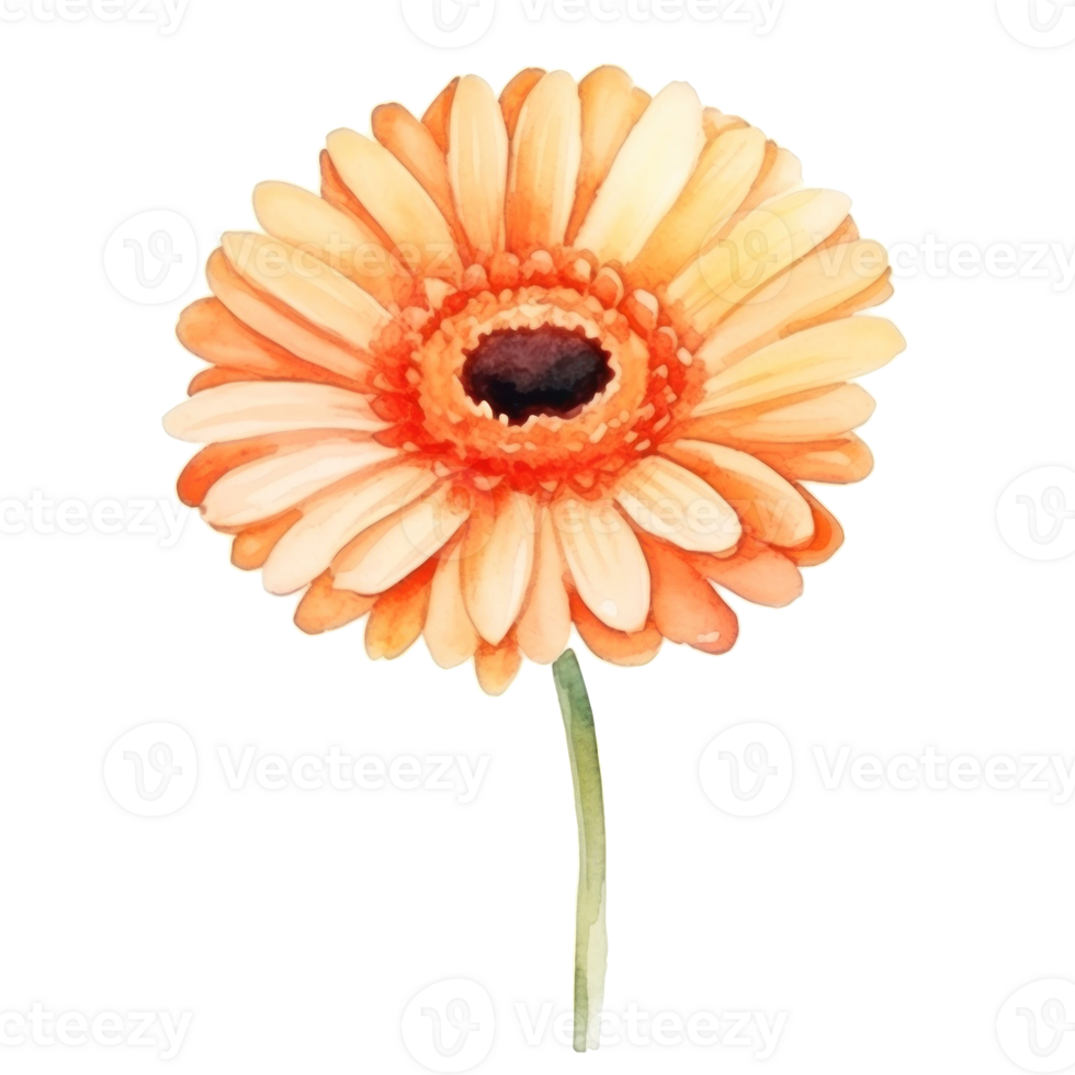 Watercolor gerbera flower isolated png