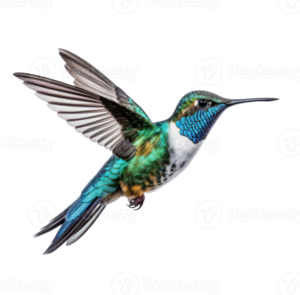 Flying hummingbird isolated png