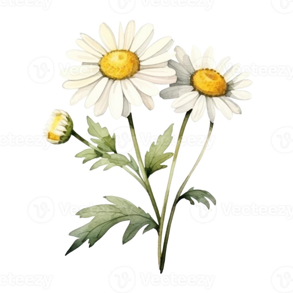 Watercolor chamomile flower isolated png