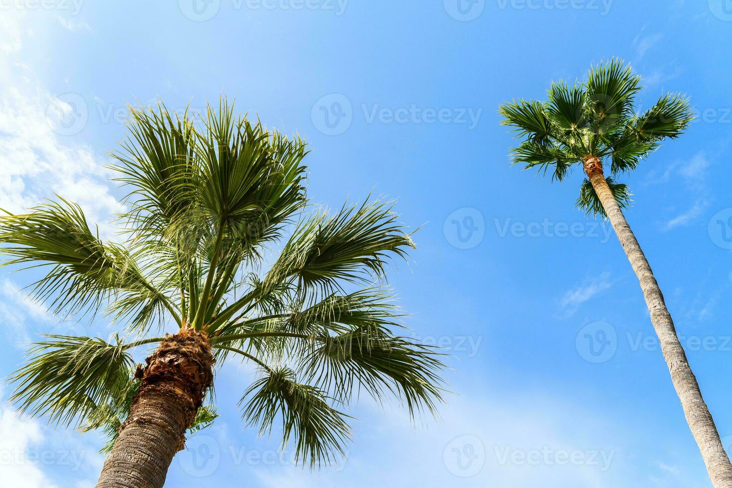 Tall palm trees on a blue sky background in Ibiza photo
