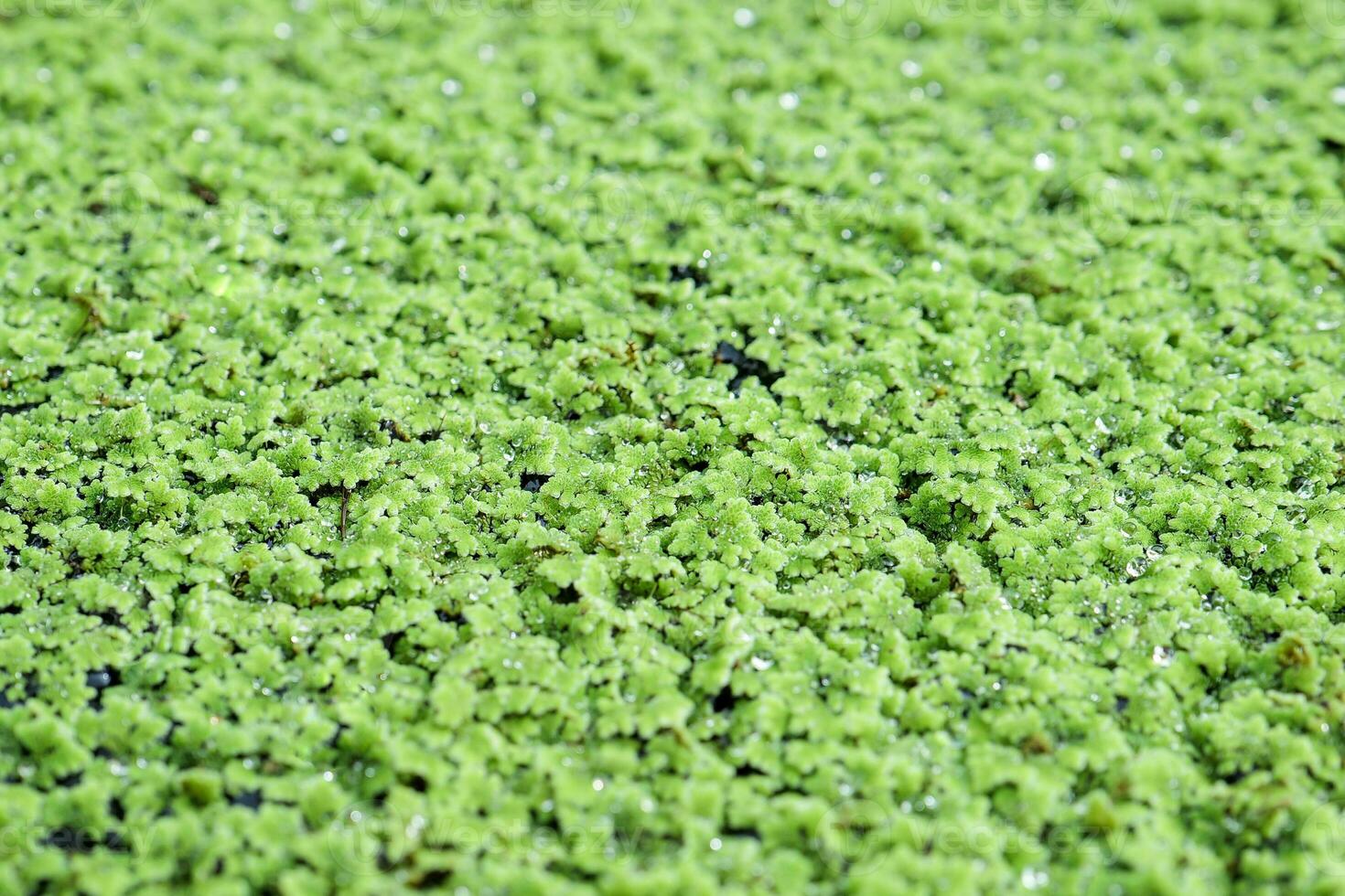Top view of Azolla, a small aquatic plant of the floating fern family grows on the surface of water in tropical and warm waters. High in nitrogen and protein.Can used to feed animals or make compost. photo