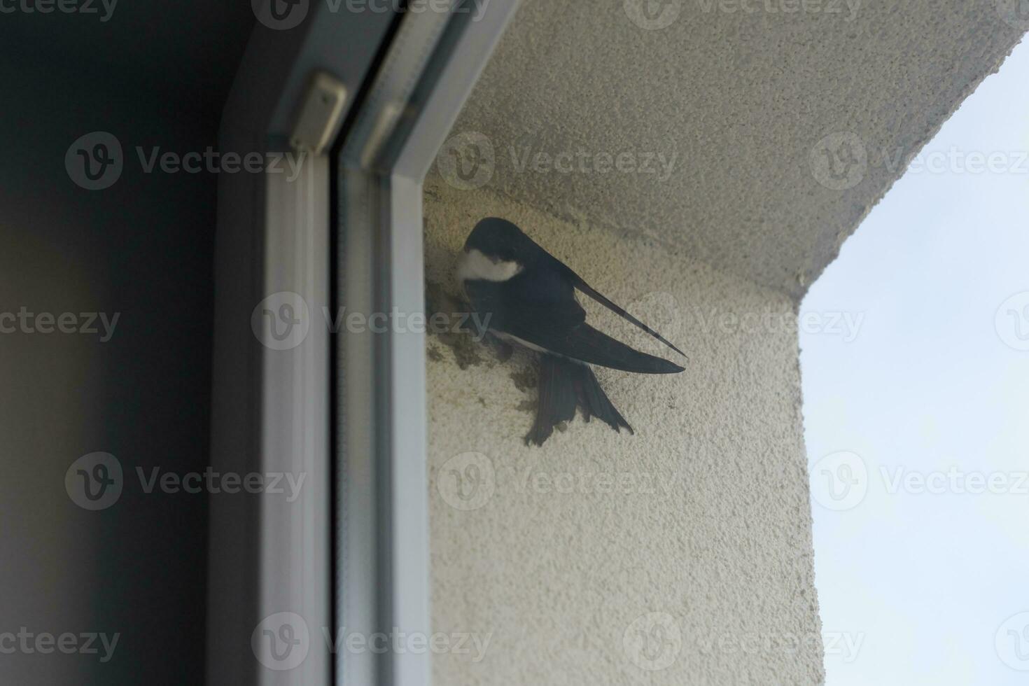 común casa martín pájaro detrás ventana comienza a construir nido desde barro gránulos, linda pequeño pájaro foto