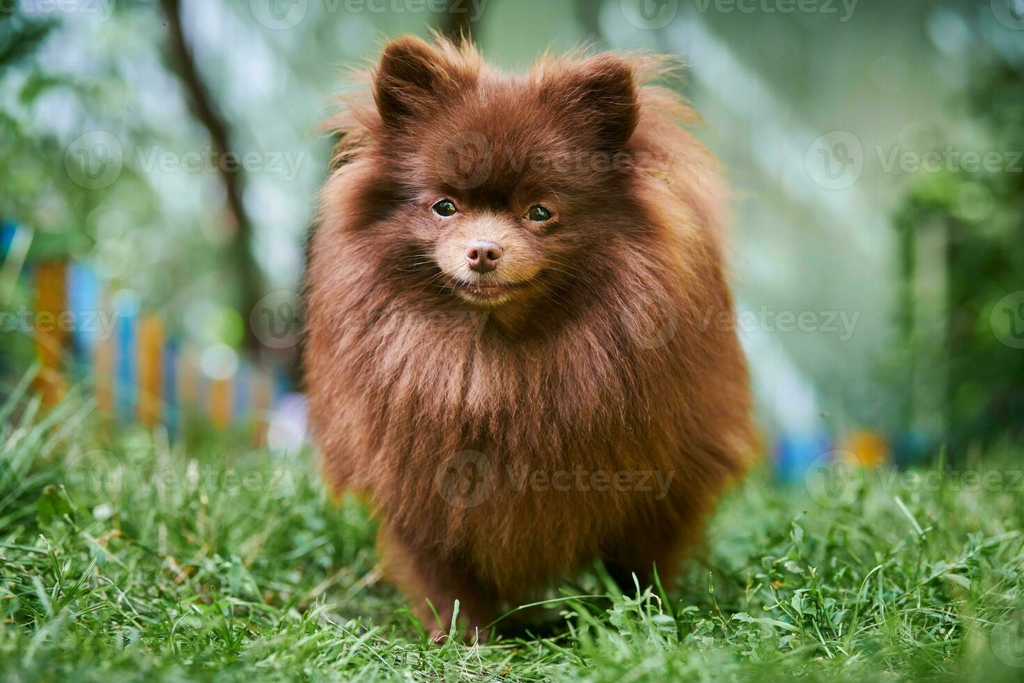 perro marrón pomeranian spitz en el jardín foto