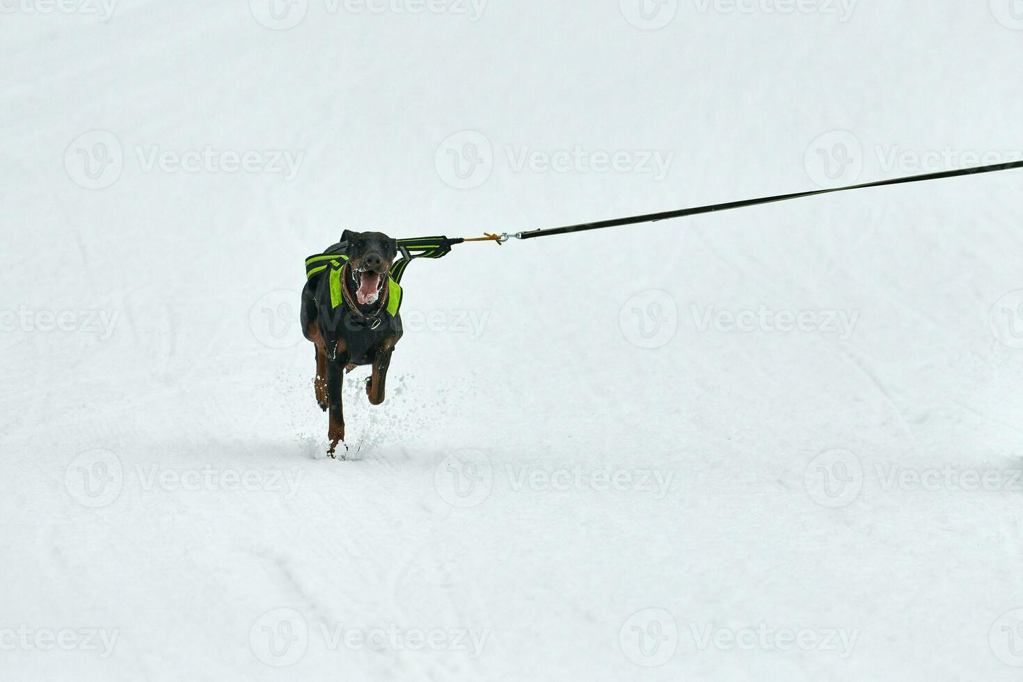 Running Doberman dog on sled dog racing photo
