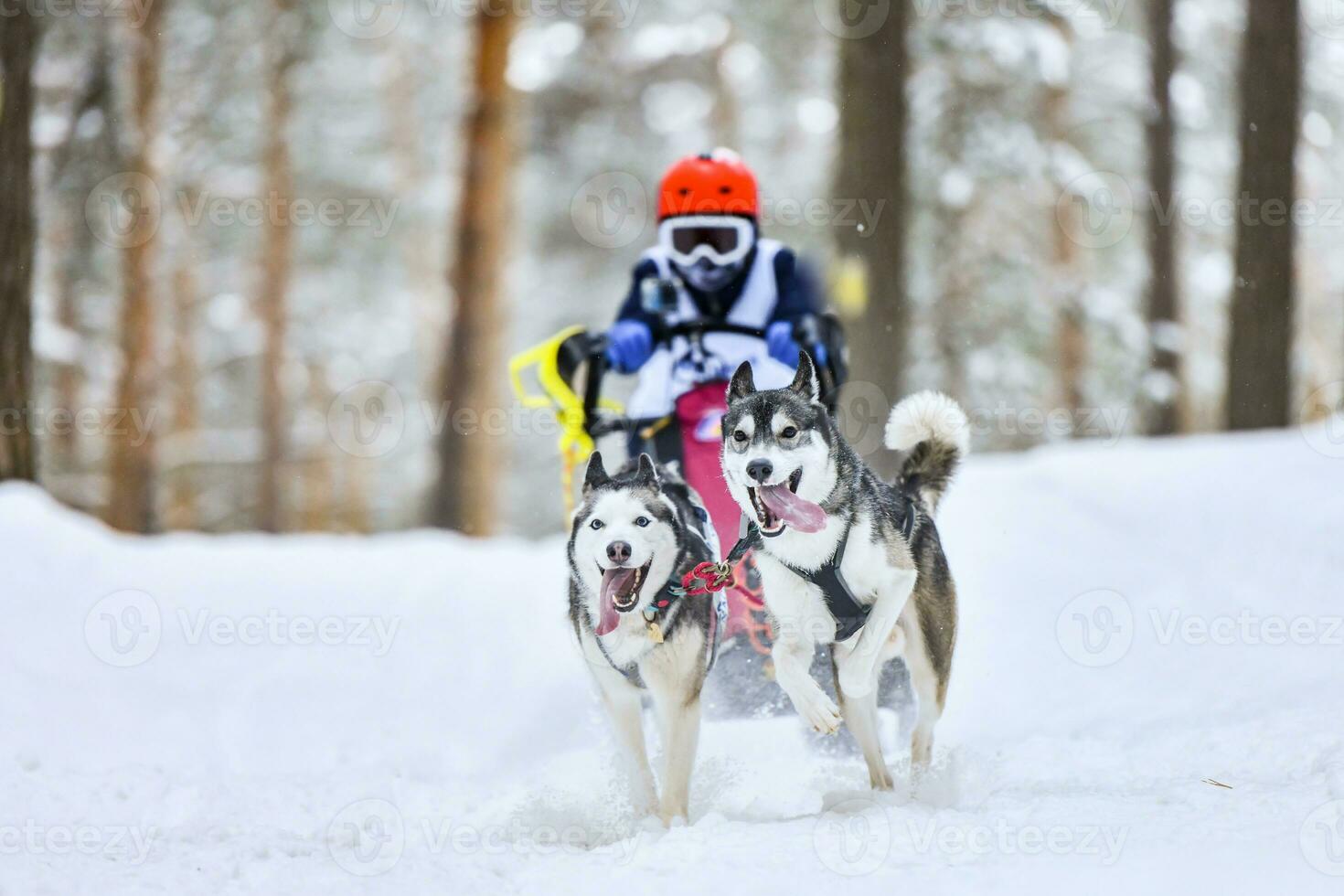 Husky sled dog racing photo