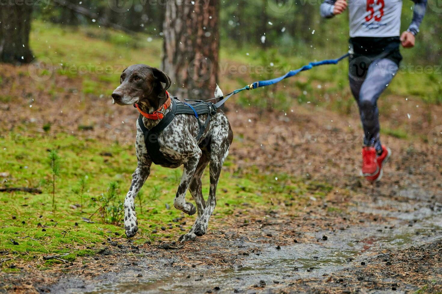 canicross carrera de mushing de perros foto