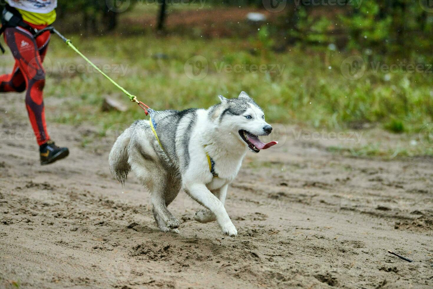 Canicross dog mushing race photo