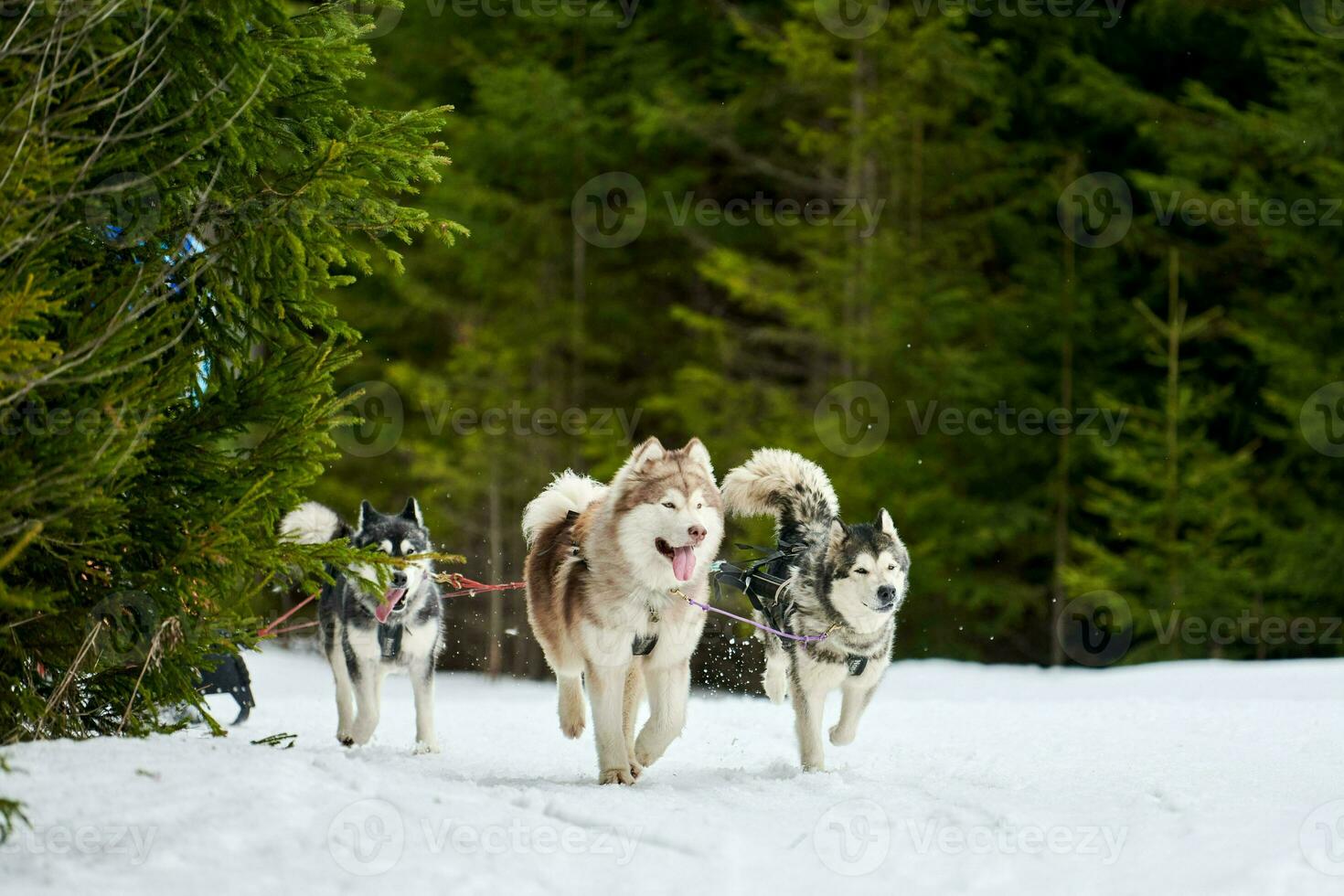 Running Husky dog on sled dog racing photo