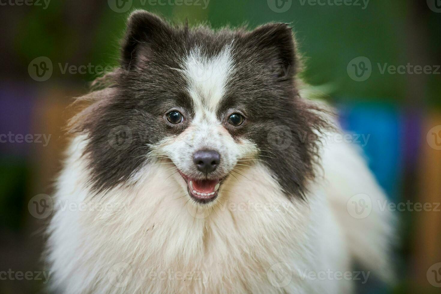 perro pomeranian spitz en el jardín, retrato de cara de cerca foto