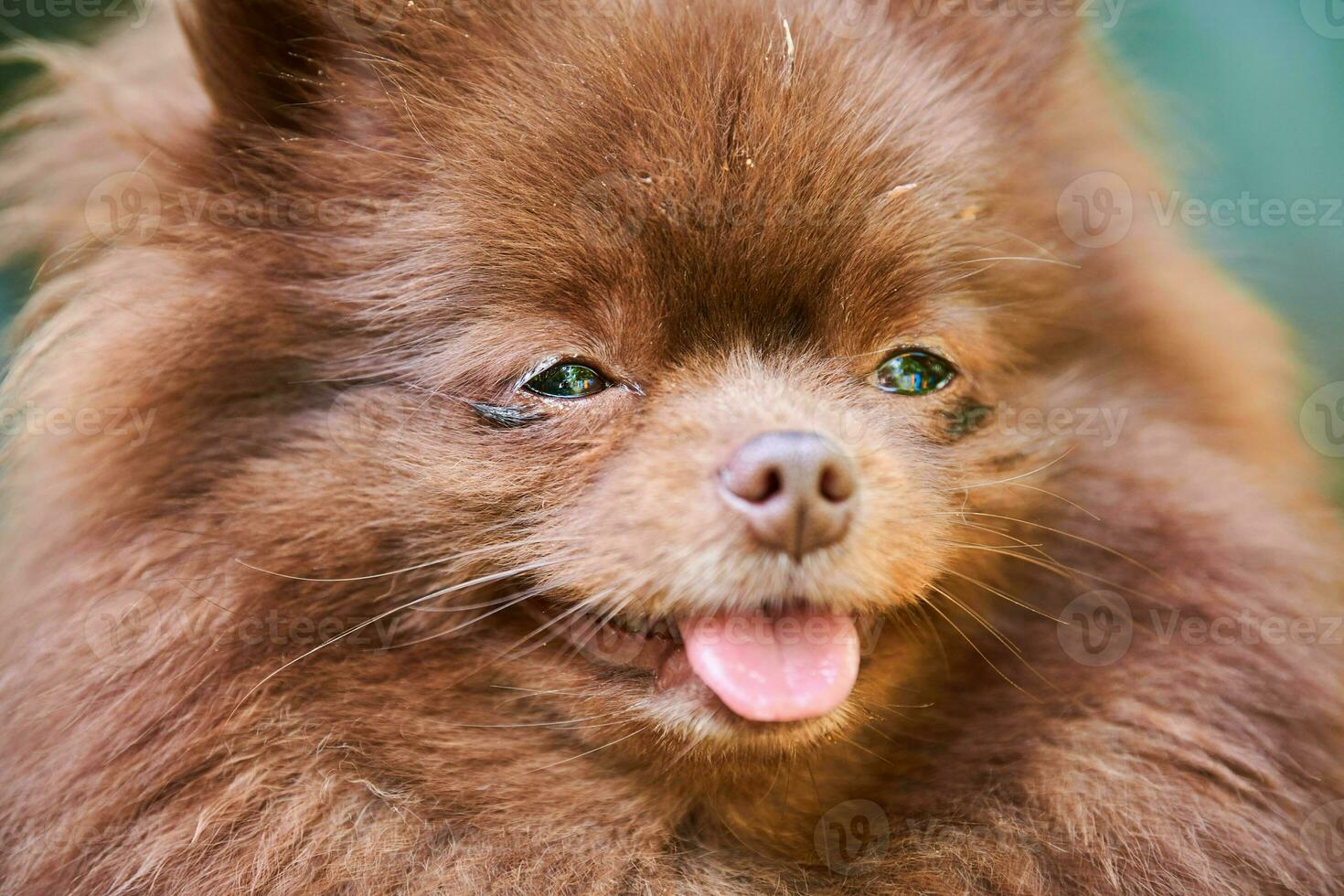 Pomeranian Spitz dog in garden, close up face portrait photo