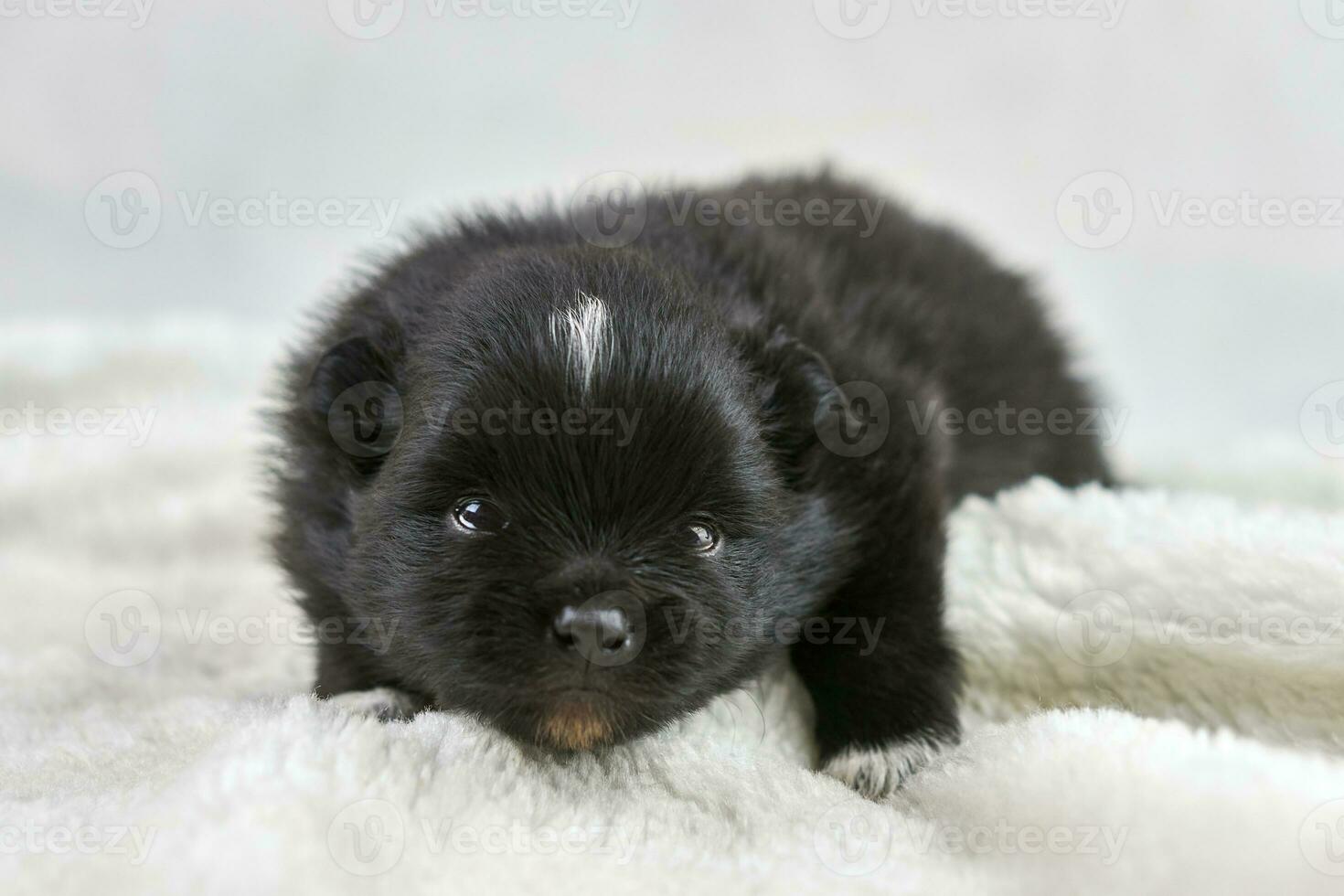 Little Chihuahua puppy lying on soft white fabric, cute sleepy brown white dog breed on white photo