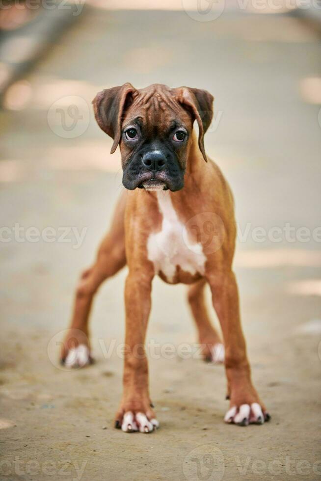 Boxer dog puppy full height portrait at outdoor park walking, footpath background photo