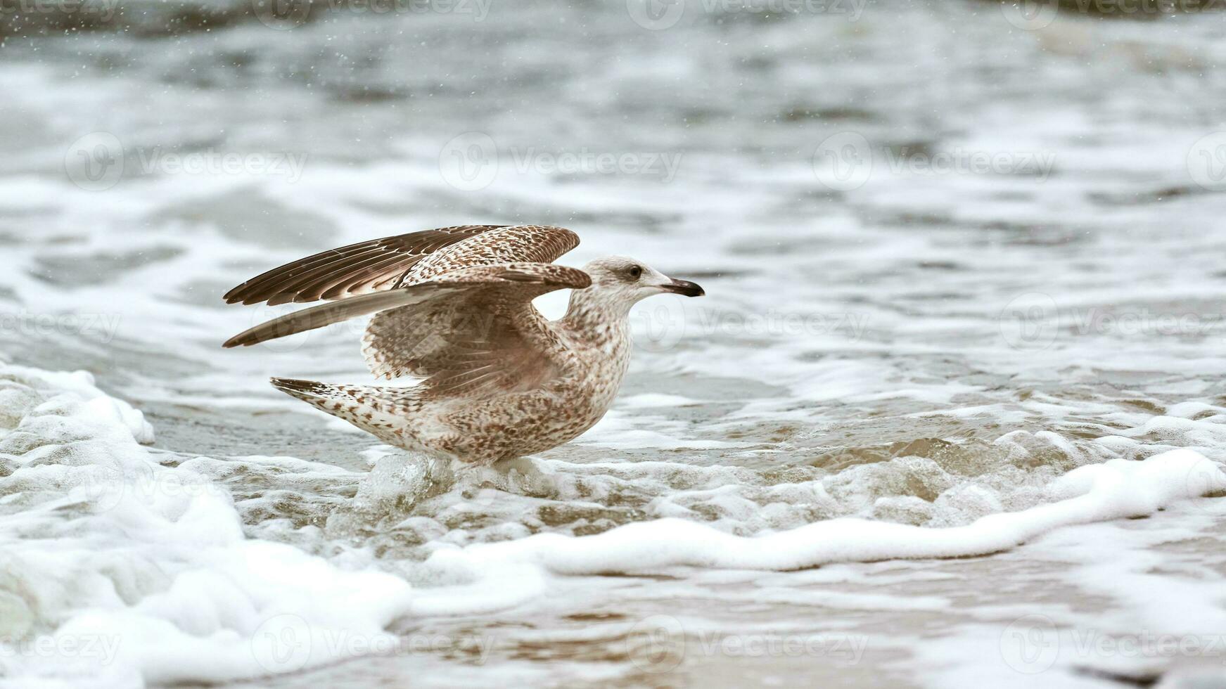 Larus michahellis, yellow-legged gull splashing in sea water photo