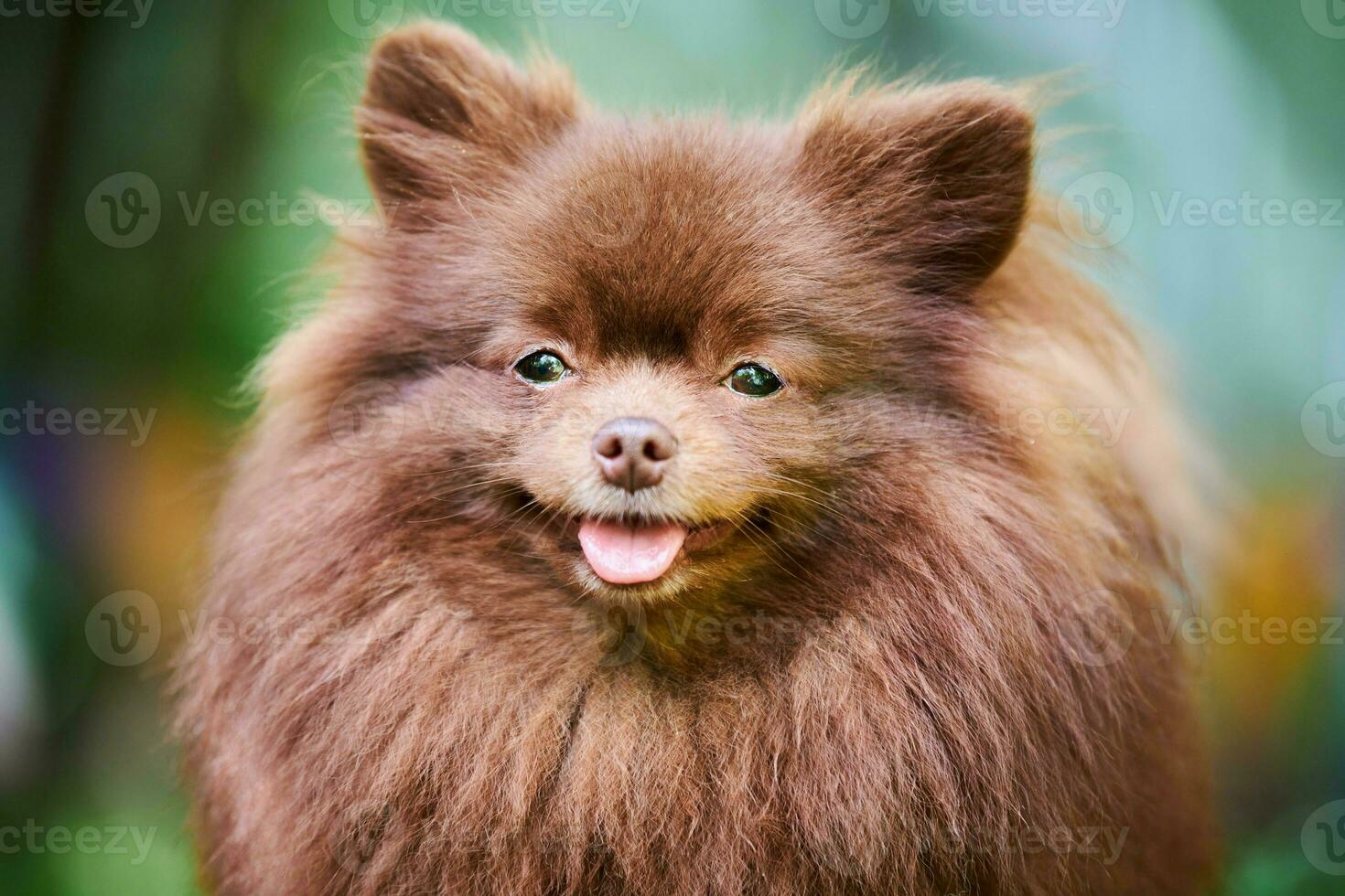 Pomeranian Spitz dog in garden, close up face portrait photo