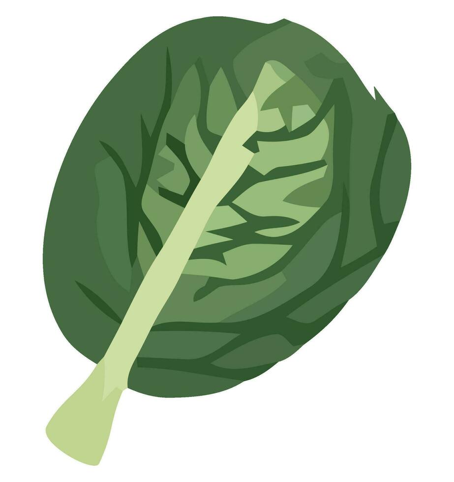 Fresh organic lettuce design over white vector