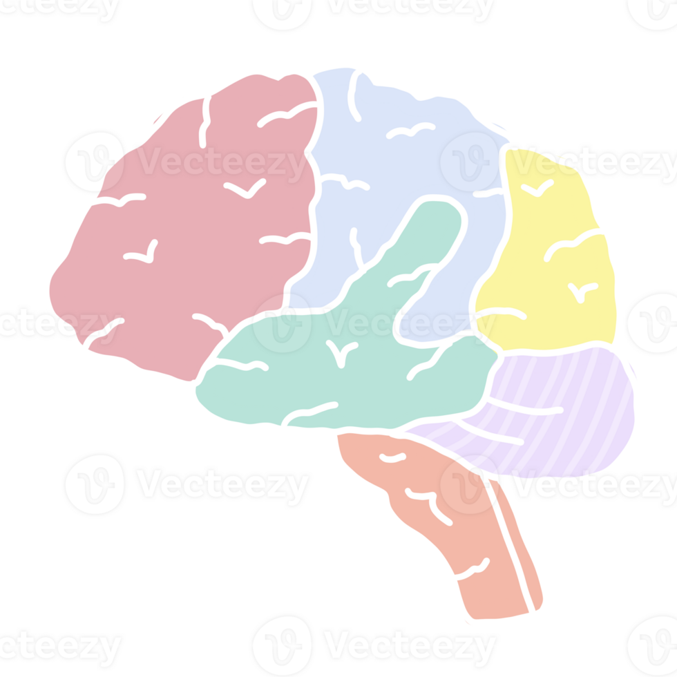 Brain Human Organ Anatomy 26498768 PNG brain-human-organ-anatomy-26498768-png