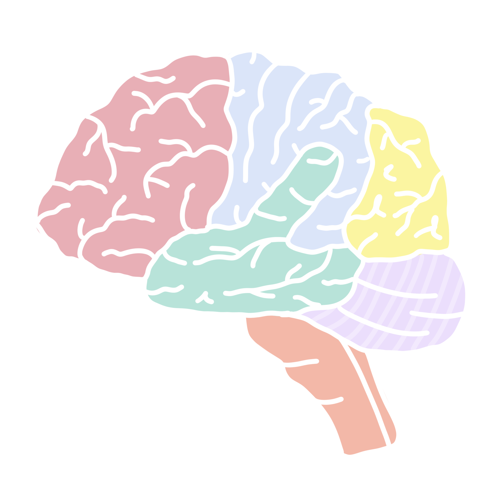 brain-human-organ-anatomy-26498822-png