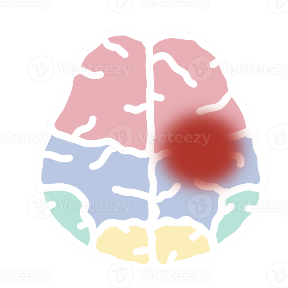 Brain human organ anatomy png