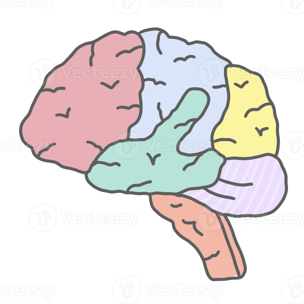 cerebro humano Organo anatomía png