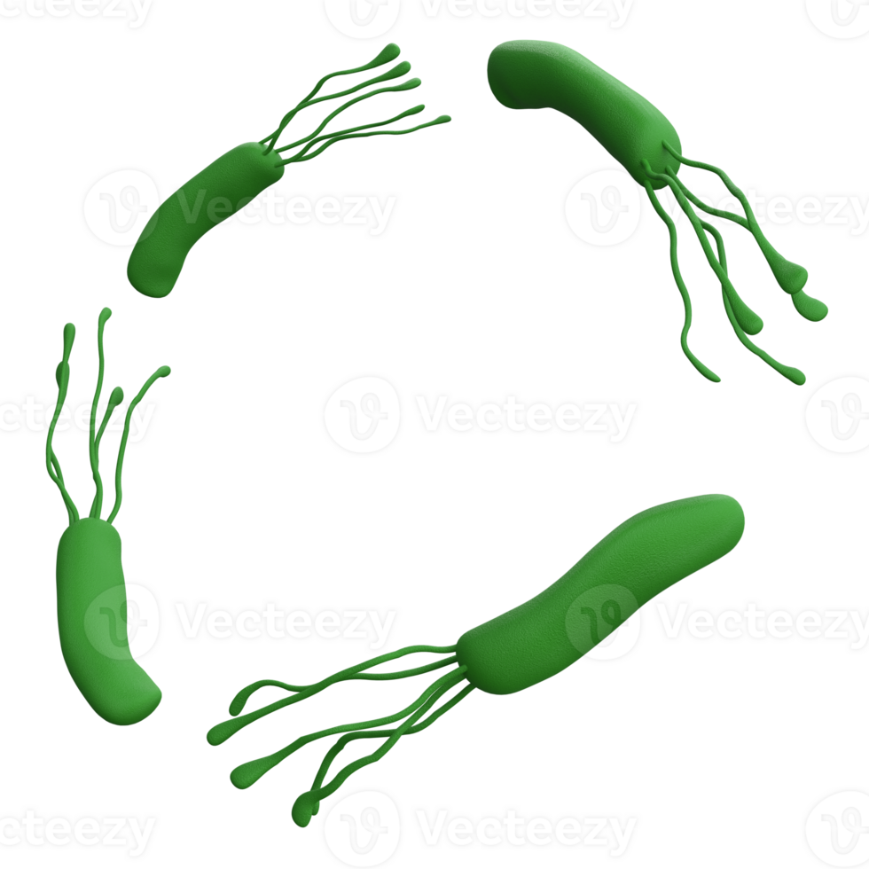 Helicobacter pylori bacteria 3d render realistic frame with place for text. isolated with transparent png. Microbiology health human illustration png