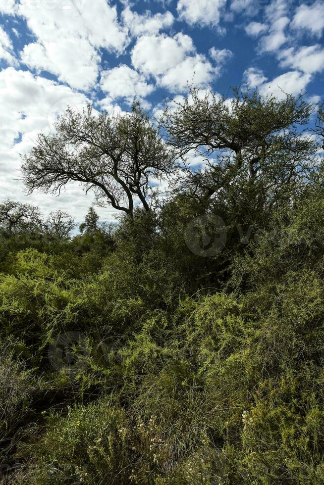 Calden forest landscape, La Pampa province, Patagonia, Argentina. photo