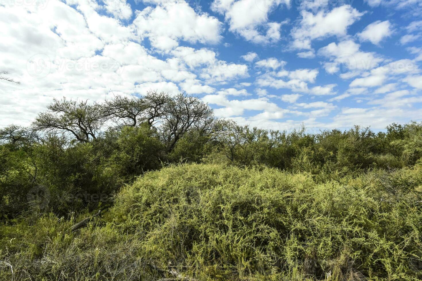 Calden forest landscape, La Pampa province, Patagonia, Argentina. photo