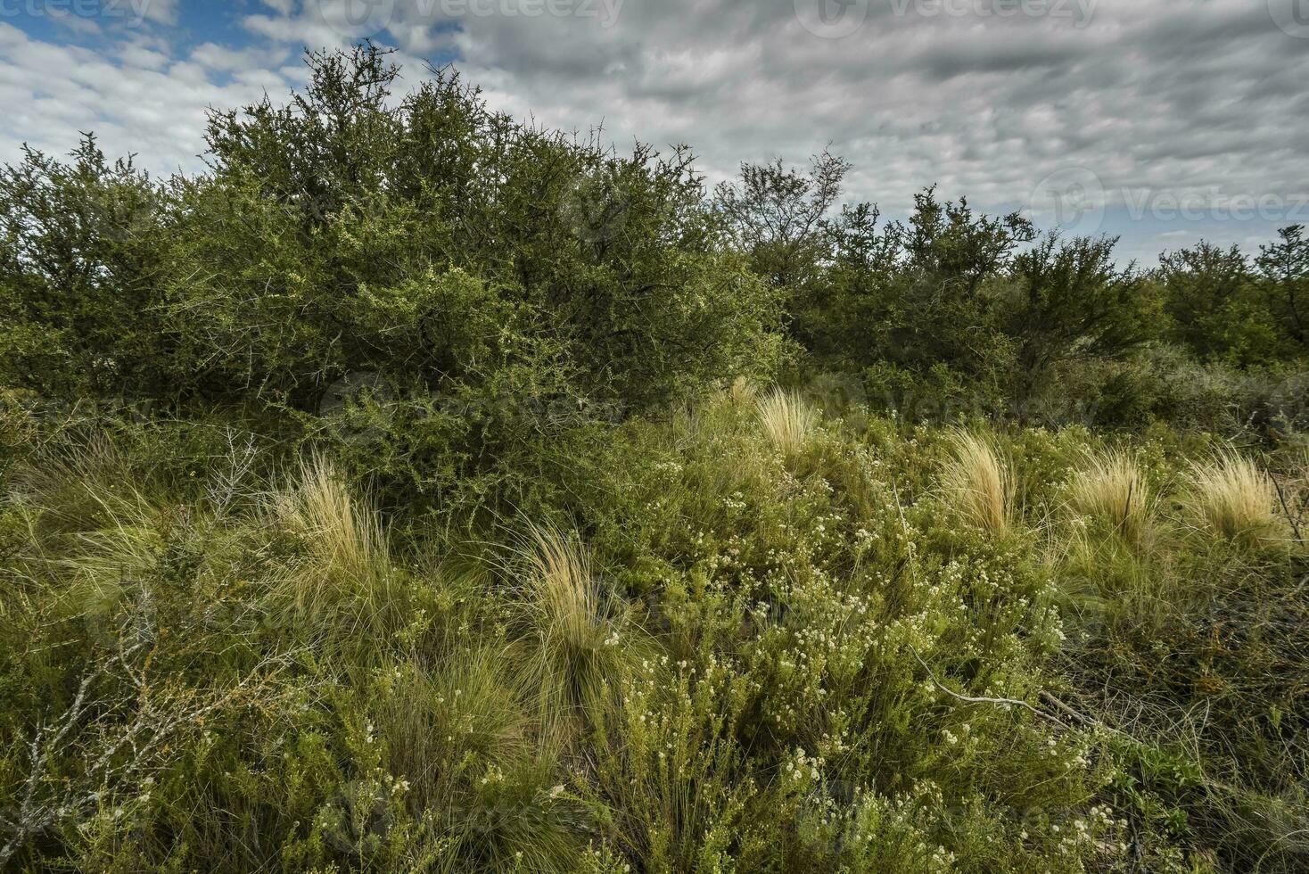 caldén bosque paisaje, la pampa provincia, Patagonia, argentina. foto