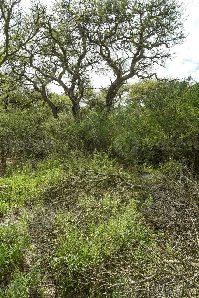 Calden forest landscape, Geoffraea decorticans plants, La Pampa province, Patagonia, Argentina. photo