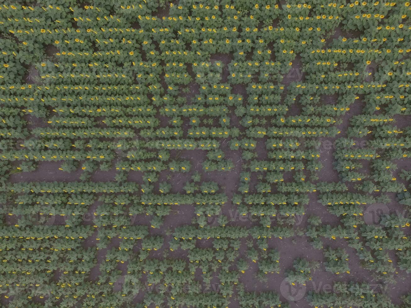 Sunflower cultivation, Aerial view, in pampas region, Argentina photo