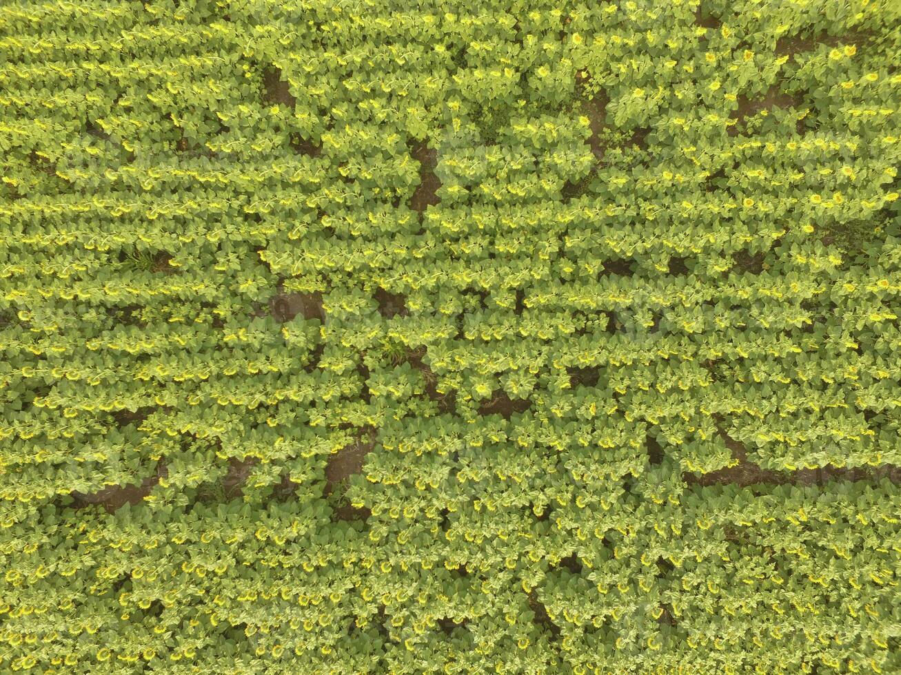Sunflower cultivation, Aerial view, in pampas region, Argentina photo