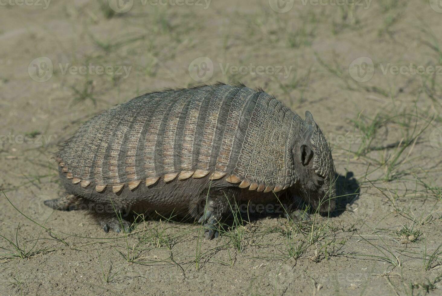 Hairy Armadillo, in desert environment, Peninsula Valdes, Patagonia, Argentina photo