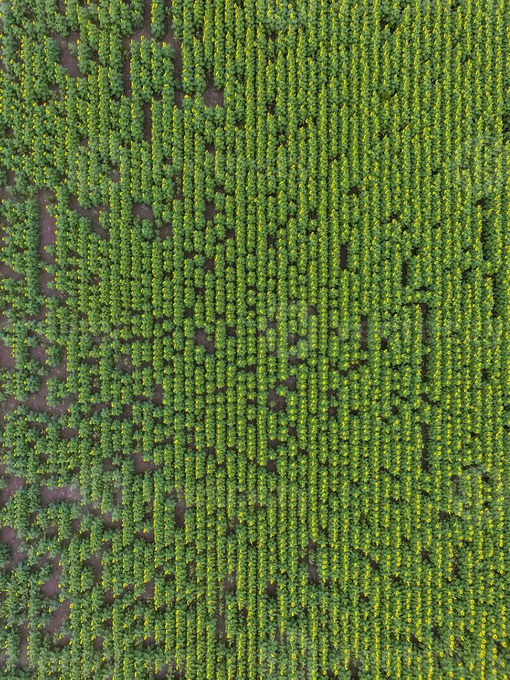 Sunflower cultivation, Aerial view, in pampas region, Argentina photo