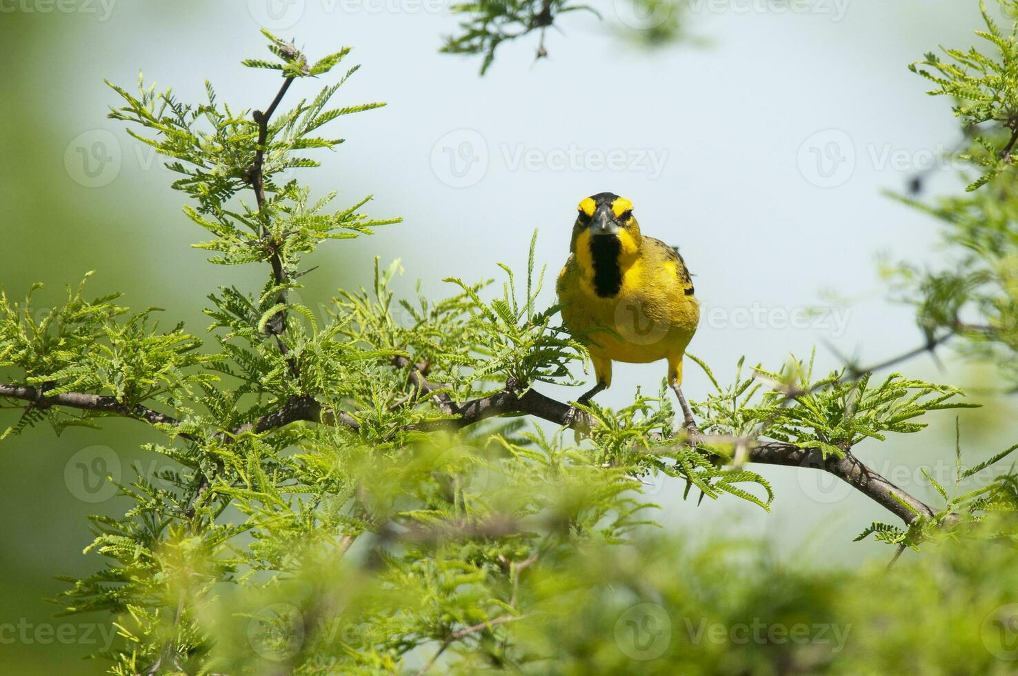 Yellow Cardinal, Gubernatrix cristata, Endangered species in La Pampa, Argentina photo